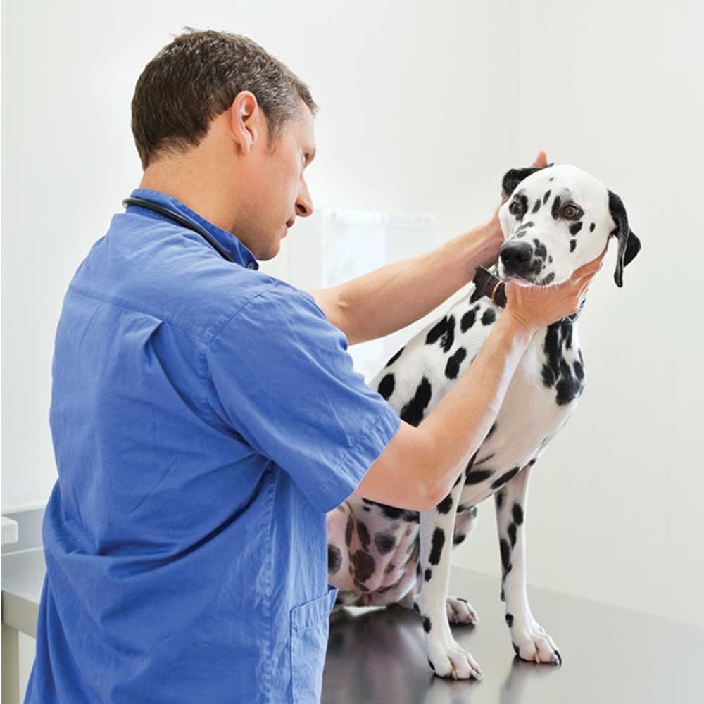 Bumps on your Dog: Types and Treatment Options