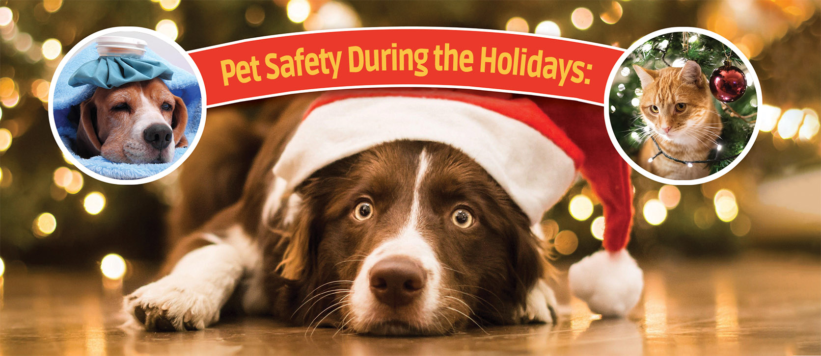 Pet Safety Image